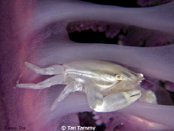 lonely white crab at purple sea pen..(canon G10 + 1pcs mi... by Tan Tammy 